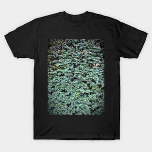 Hedge - Taxus T-Shirt